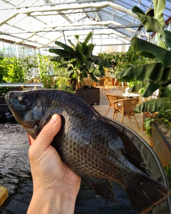 Färsk Tilapia infrusen aquaponics