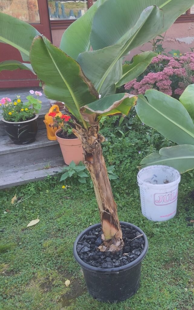 Göra biokol i Kon-Tiki